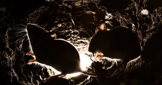 Silhouette of wood mice