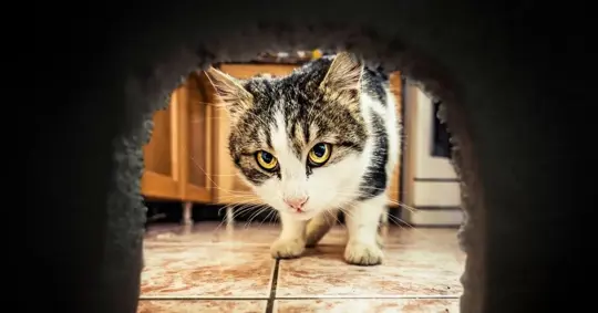 Pet cat checking for rodents through a hole in the wall